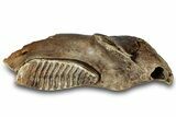 Woolly Mammoth Half Mandible with M Molar - North Sea #298455-6